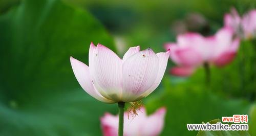 荷花的特征有哪些?它象征着什么意义?