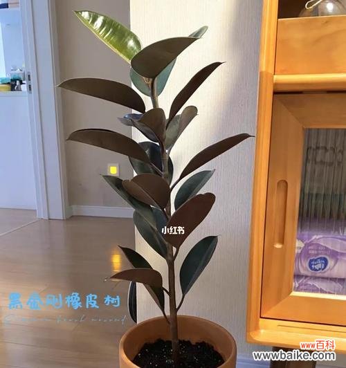 黑金刚橡皮树的寓意是什么？如何养护以保持其美好含义？