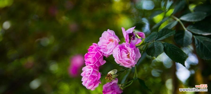 探究蔷薇花的各种寓意 蔷薇花的花语与寓意
