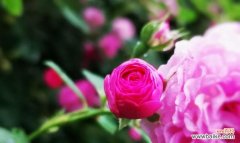 探究蔷薇花的各种寓意 蔷薇花的花语与寓意