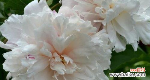 了解白芍药的花语，传递真挚的情感 白芍药的花语与含义