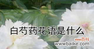 了解白芍药的花语，传递真挚的情感 白芍药的花语与含义