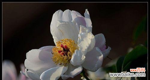 了解白芍药的花语，传递真挚的情感 白芍药的花语与含义