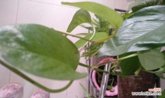 探寻绿萝的深刻内涵，从花语领悟人生真谛 绿萝的花语与美妙的寓意