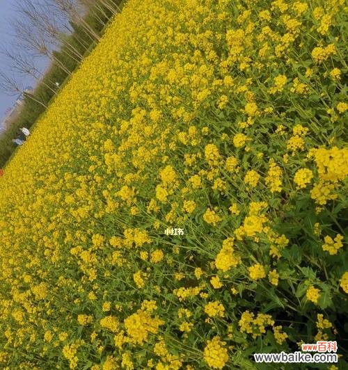 探寻这些美丽的黄色花朵背后的含义 油菜花的花语与寓意