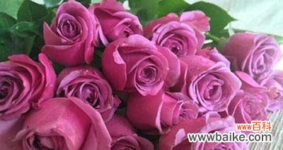 千日粉花语的起源与传承，及其在生活中的象征意义 千日粉花语的含义及文化解读