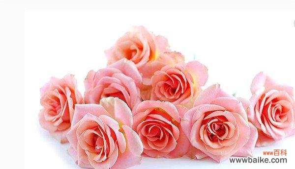 千日粉花语的起源与传承，及其在生活中的象征意义 千日粉花语的含义及文化解读