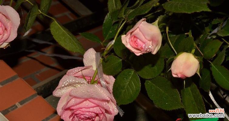 神奇的宝石花，蕴藏着无尽的谜团 宝石花花语的含义和传说