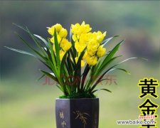 黄金兰花的神秘背后隐藏着什么 黄金兰花的花语和寓意大揭秘