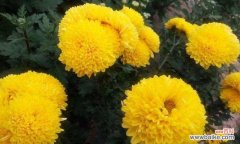 探索黄菊花的花语与象征意义 以黄菊花花语代表什么意思