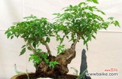 实现繁荣与平衡的关键 以黄荆盆景的风水寓意与摆放位置