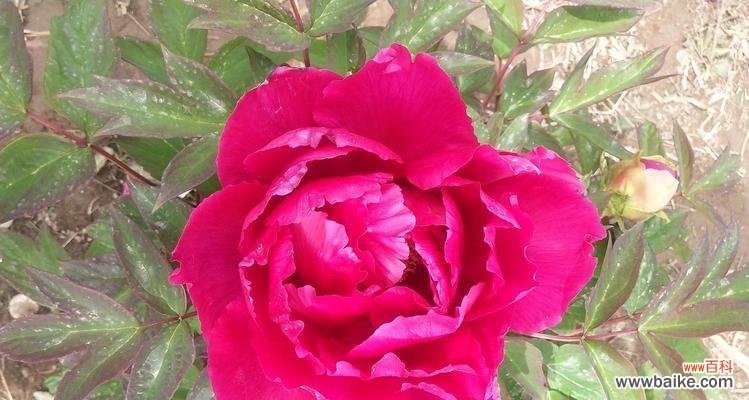 红牡丹花花语是什么？如何正确解读红牡丹的含义？