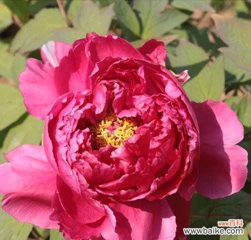 红牡丹花花语是什么？如何正确解读红牡丹的含义？