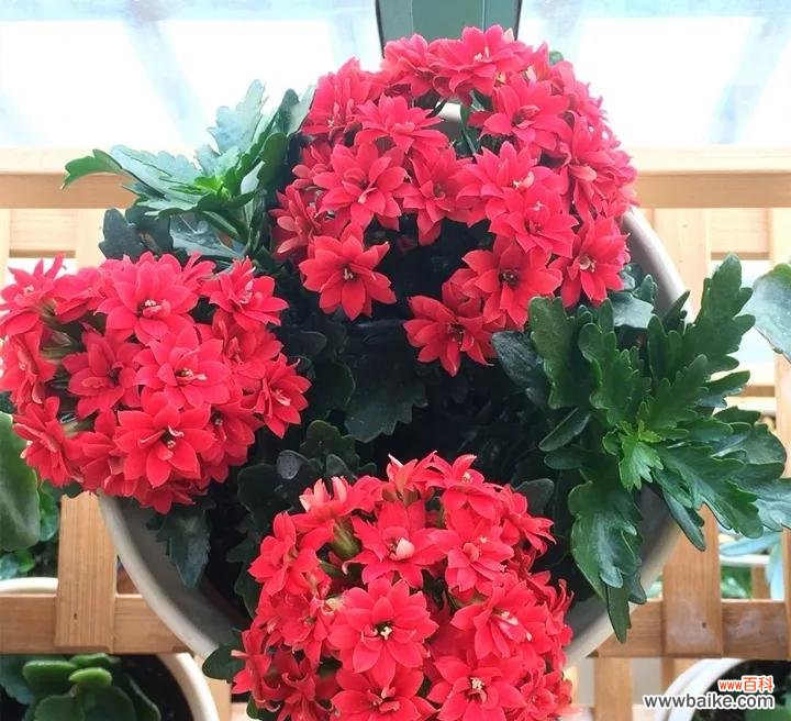 红色长寿花代表什么？花语有哪些含义？