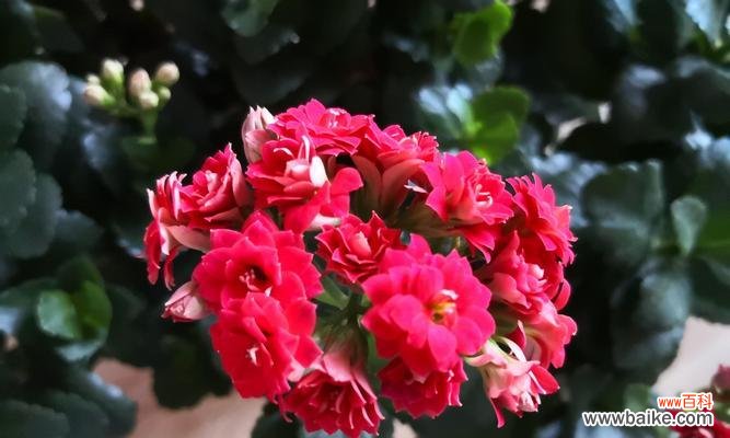 红色长寿花代表什么？花语有哪些含义？