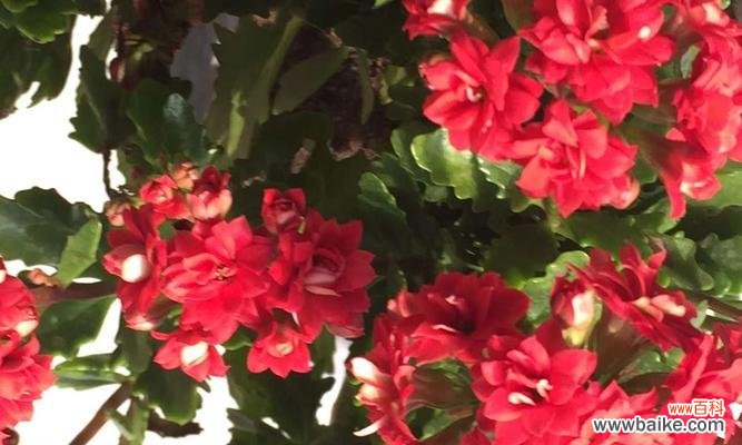 红色长寿花代表什么？花语有哪些含义？