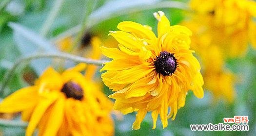 黑心金光菊花语代表什么含义?