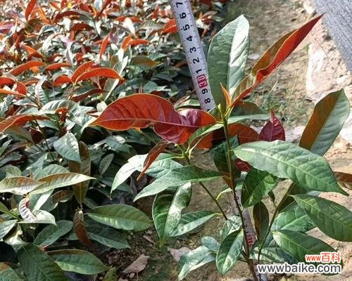 红背桂花是什么意思？其独特含义和用途是什么？