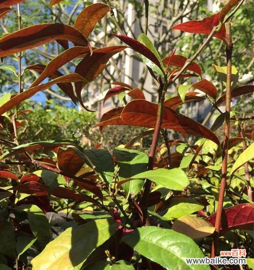 红背桂花是什么意思？其独特含义和用途是什么？