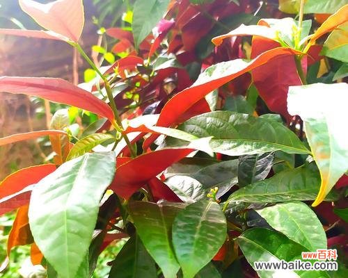 红背桂花是什么意思？其独特含义和用途是什么？