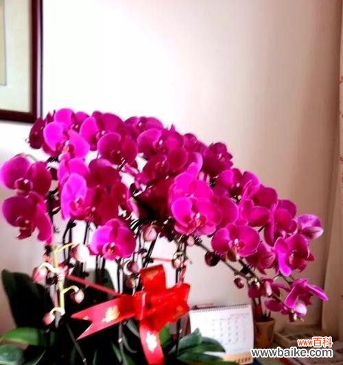 红蝴蝶兰花语是什么?如何正确解读红蝴蝶兰的花语含义?