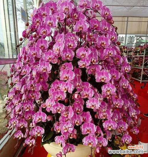 红蝴蝶兰花语是什么?如何正确解读红蝴蝶兰的花语含义?