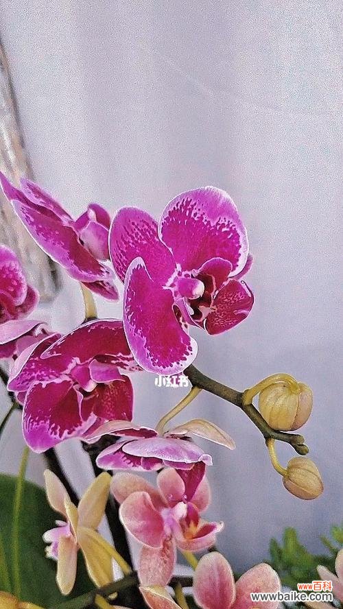 红蝴蝶兰花语是什么?如何正确解读红蝴蝶兰的花语含义?