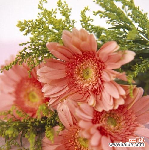 红色非洲菊的花语有哪些含义？