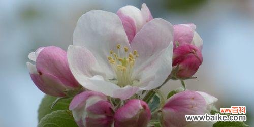 深入剖析海棠花的内涵与象征意义 海棠花意——寓意与花语解析