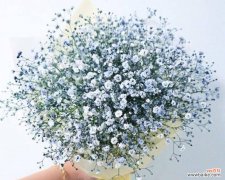 探究满天星花的文化内涵 满天星花的意义与象征