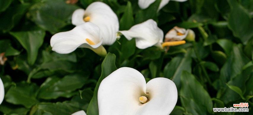 解读马蹄莲花语的含义及象征意义 马蹄莲的花语——美丽的内心世界