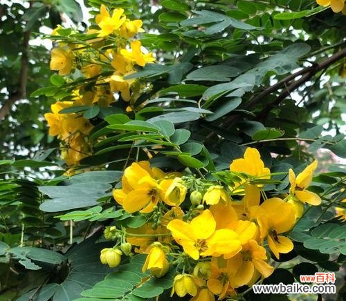 探究槐花所传达的情感信息 槐花的花语意义