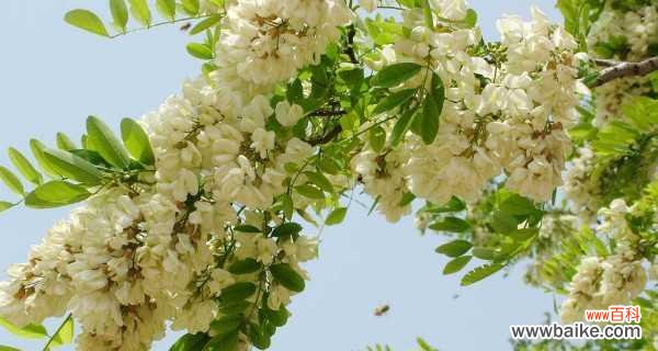 探究槐花所传达的情感信息 槐花的花语意义