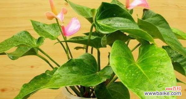 从文化、医学、情感等多角度解读 揭秘粉掌的代表意思