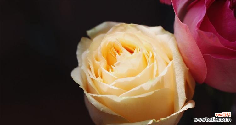 探索玫瑰的深层含义与象征 三朵玫瑰的花语