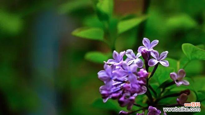 寓意深刻的紫丁香花，你知道它的含义吗？ 紫丁香的花语