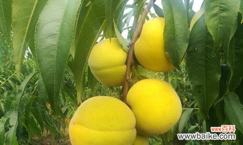 探寻黄桃的文化意义 黄桃