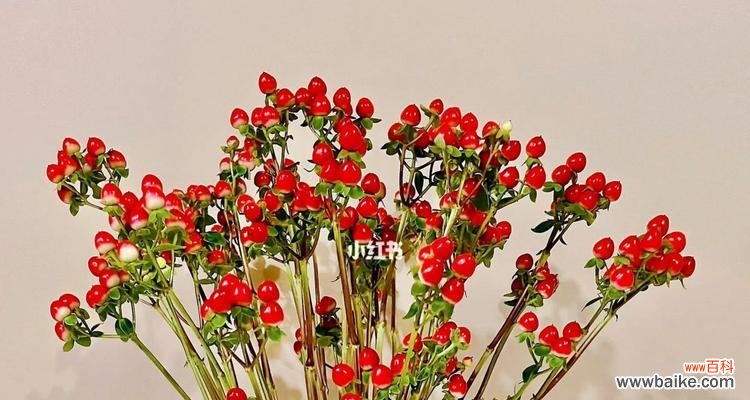 聆听花朵的语言 火龙珠的花语