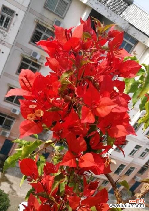 红色三角梅代表什么?三角恋的花语解读是什么?