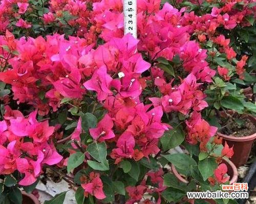 红色三角梅代表什么?三角恋的花语解读是什么?