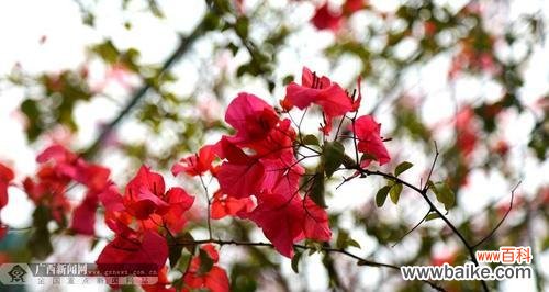 红色三角梅代表什么?三角恋的花语解读是什么?