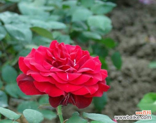 红色月季花语是什么？如何用红色月季表达爱意？