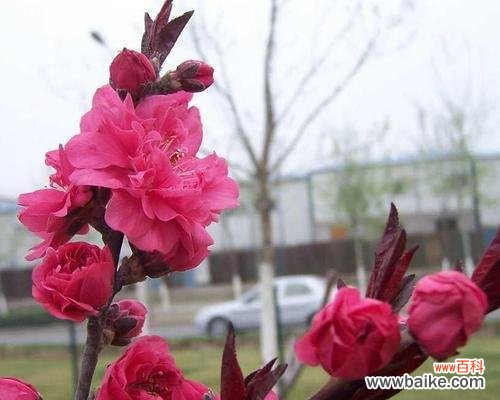 红叶碧桃花语是什么意思？如何正确解读红叶碧桃花的花语？