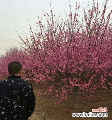 红叶碧桃花语是什么意思？如何正确解读红叶碧桃花的花语？