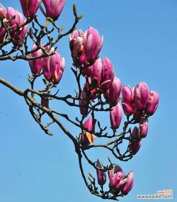 红玉兰花象征着什么？它的寓意有哪些常见问题？