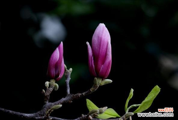 红玉兰花象征着什么？它的寓意有哪些常见问题？