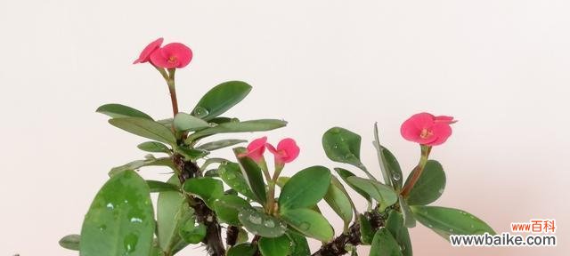 虎刺梅花语是什么？了解其独特含义和象征意义？