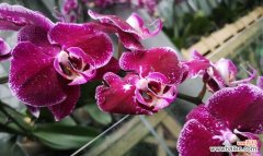 蝴蝶兰花语的含意是什么？如何正确解读蝴蝶兰的花语？