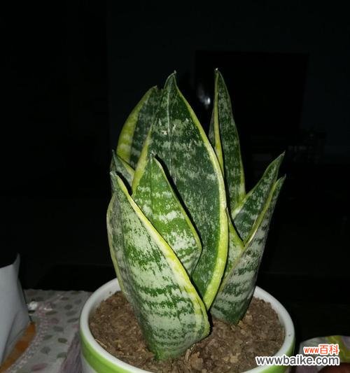 虎皮兰花语是什么?如何正确解读虎皮兰的花语含义?