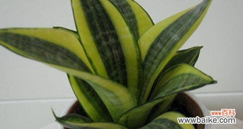 虎皮兰花语是什么?如何正确解读虎皮兰的花语含义?